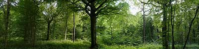 forest road near Vlezenbeek