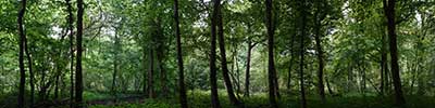 forest road near Vlezenbeek