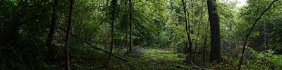 forest road near Vlezenbeek