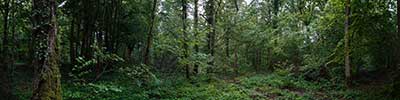 forest road near Vlezenbeek